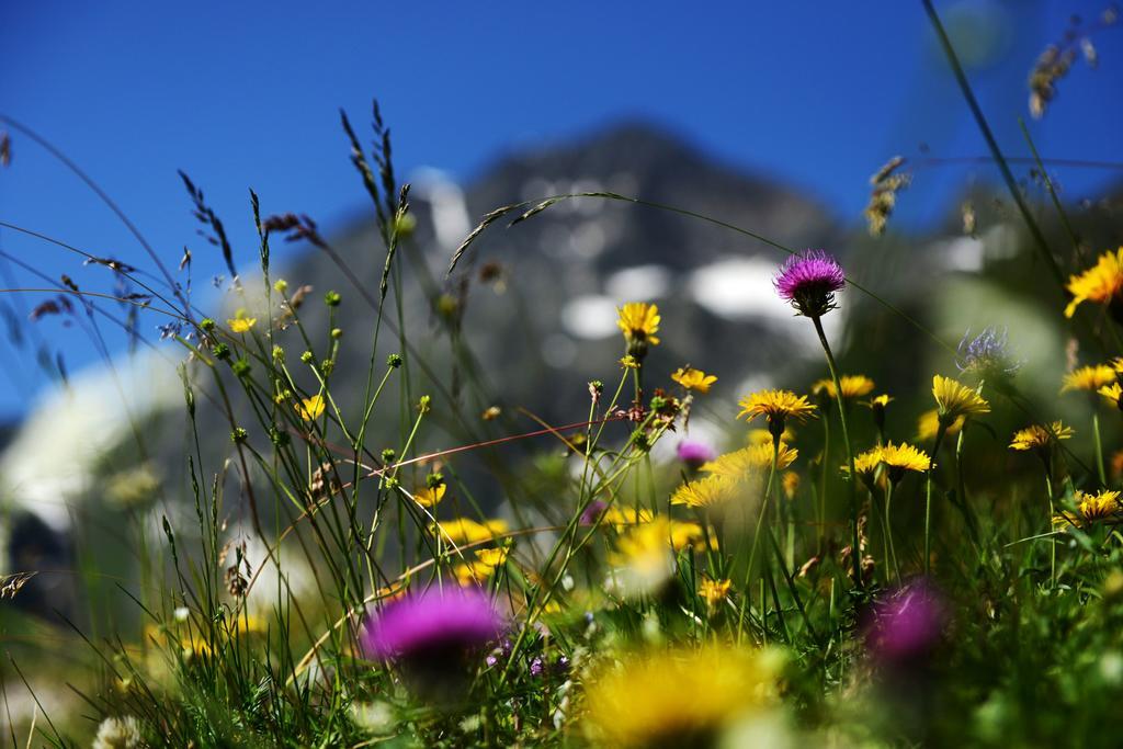 Haus Elisabeth Bed & Breakfast Neustift im Stubaital Exterior photo